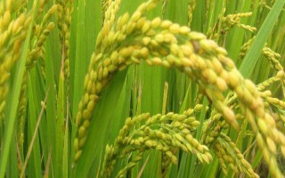 明優(yōu)09(協(xié)優(yōu)1259)水稻品種的特性，后期注意對(duì)紋枯病的防治