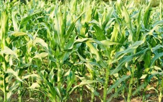 研鋒177玉米品種簡介，放赤眼蜂防治玉米螟蟲