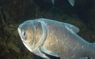 釣鰱鳙一般釣多深，釣淺是經(jīng)常采用的一種方式