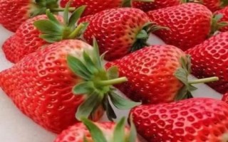 草莓屬于哪個(gè)季節(jié)的水果，常在春末夏初采摘上市