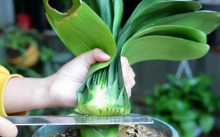 君子蘭剪頭后何時(shí)長(zhǎng)新葉，通常需一年左右