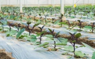 茄子的種植方法，選擇適應(yīng)當(dāng)?shù)胤N植的品種