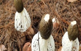 南方適合種植哪些菇類，竹蓀、黑木耳、草菇等