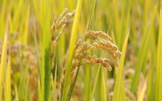 鈞優(yōu)727水稻品種簡(jiǎn)介，插植密度20厘米×23厘米
