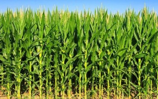 賓玉39號玉米種子特征特性，普通玉米品種