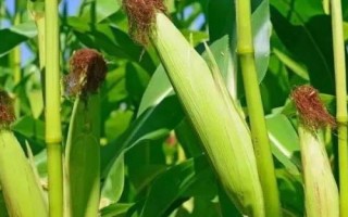 拓玉158玉米種子簡(jiǎn)介，中抗穗腐病
