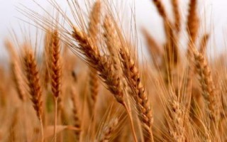 聯(lián)邦2號小麥種簡介，每畝適宜基本苗18～22萬