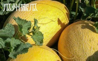 甘肅省酒泉市的特產(chǎn)水果，包括瓜州蜜瓜、瓜州西瓜等種類
