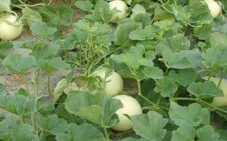 甜瓜多久可以成熟，開花后50天左右便可成熟