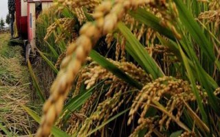 隆科絲苗13號水稻種子特點，湘北6月13-15日播種