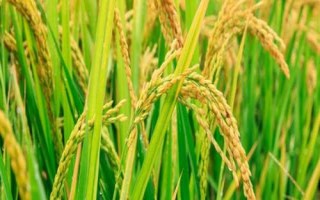 蓉5優(yōu)339水稻品種的特性，該品種基部葉葉鞘紫色