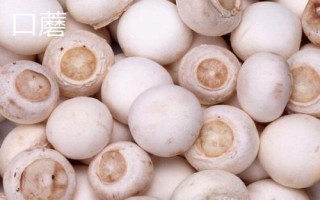 南方適合種植哪些菇類，竹蓀、黑木耳、草菇等