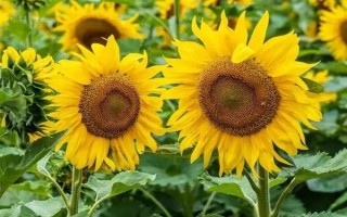 向日葵空殼如何預(yù)防，需提高水肥條件