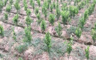 吉育115大豆品種簡介，中抗大豆灰斑病