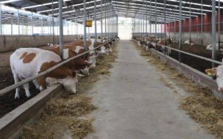 肥育牛飼料配方，根據牛的體重和地點飼料情況制定