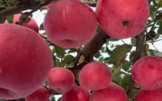 大涼山丑蘋果有幾個(gè)品種，主要有嘎啦、紅將軍、紅富士這3個(gè)品種
