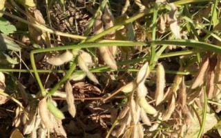 丹豆24大豆品種簡介，播期以四月中旬～五月上旬為宜