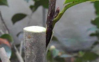 茶花是如何嫁接的，通常在6月份或者7月份進行