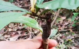 枇杷樹什么時(shí)候嫁接好，春秋季的晴天嫁接為宜