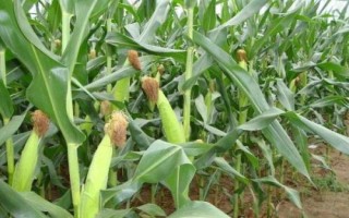 鐵玉121玉米種子簡介，3月下旬至4月上旬播種