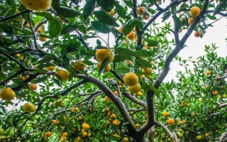 臍橙樹(shù)的壽命，壽命在40-50年左右