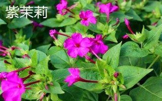 煙草花幾點(diǎn)開放，在傍晚六點(diǎn)開花
