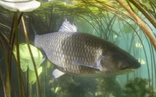 草魚是不是淡水魚，屬于典型的淡水魚類