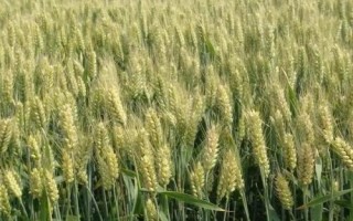 昌麥22小麥種子介紹，每畝適宜基本苗18～22萬(wàn)