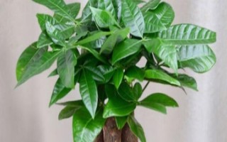 招財(cái)樹(shù)怎樣養(yǎng)，適宜生長(zhǎng)溫度為18-28℃
