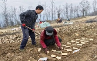 引種天麻要注意什么，當(dāng)?shù)氐臍夂驖M足條件才能種植