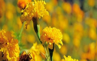 萬(wàn)壽菊的形態(tài)特征，株高在150厘米左右