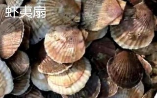 海灣扇貝的產(chǎn)地，原產(chǎn)于美國東海岸