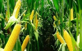 安科985玉米種簡介，適宜播種期6月上中旬