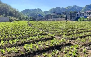 種植白芨前景如何，市場(chǎng)前景非常不錯(cuò)