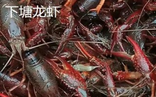 安徽省長(zhǎng)豐縣的特產(chǎn)，下塘燒餅深受消費(fèi)者喜愛