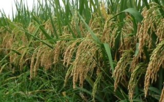 贊兩優(yōu)570水稻品種的特性，秧田畝播種量8-10千克