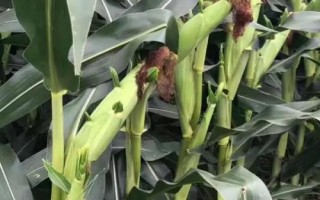 龍墾1141玉米種子特征特性，選擇中等以上肥力地塊種植