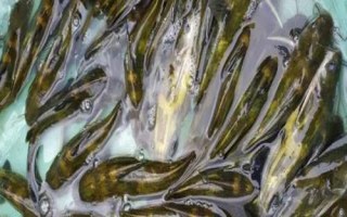 黃骨魚的刺有沒有毒，有毒但毒性并不強(qiáng)