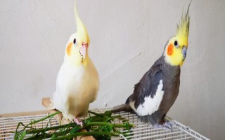 玄鳳鸚鵡最適合什么樣的鳥籠，用金屬的籠具飼養(yǎng)最為合適