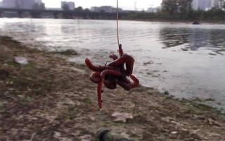 蚯蚓釣不到大魚的原因，是名副其實(shí)的“萬能餌料”