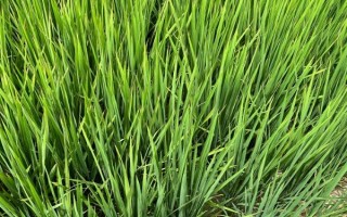 吉農(nóng)大838水稻品種的特性，表現(xiàn)中抗