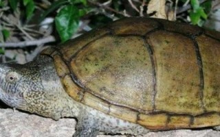 索若拉泥龜好不好養(yǎng)，飼養(yǎng)難度低屬于易養(yǎng)品種