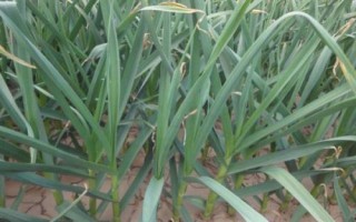 蒜苗的種植技術(shù)，一年四季都可以種植