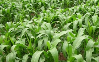甘農(nóng)211玉米種子簡介，種植密度每畝5000株
