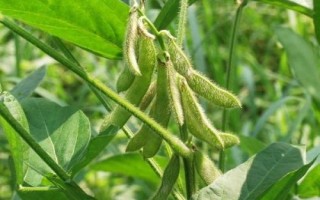 大地8號(hào)大豆種簡(jiǎn)介，生育期間及時(shí)中耕管理