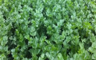 兒菜的種植方法，適宜的生長溫度為8-15℃
