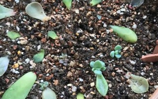 葉插移栽到盆里的時間，小苗直徑長到2-5厘米的時候便可移栽