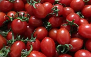 夏季哪些蔬菜可以露天種植，包括小白菜、空心菜、番茄、茄子等品種