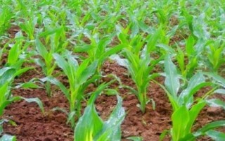 錦研617玉米種簡介，密度3500株/畝左右