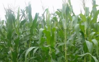 恒玉1號玉米種子特點，適宜播期6月上中旬